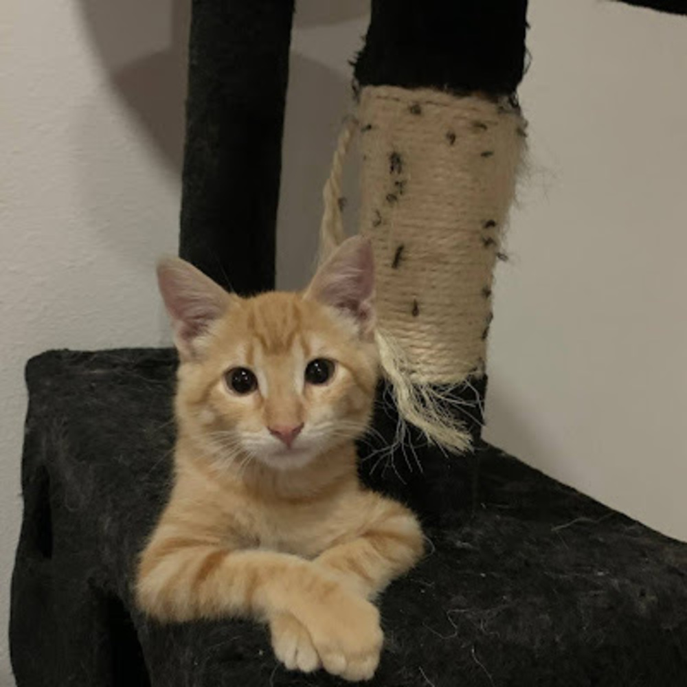 Meet your Posher, Disa